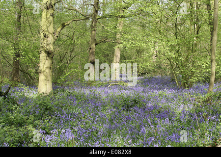 Ein lebendiger Teppich aus einheimischen Hyazinthen (Hyacinthoides non-scripta) in voller Blüte bedeckt den Boden eines üppigen englischen Laubwaldes im Frühling. Stockfoto