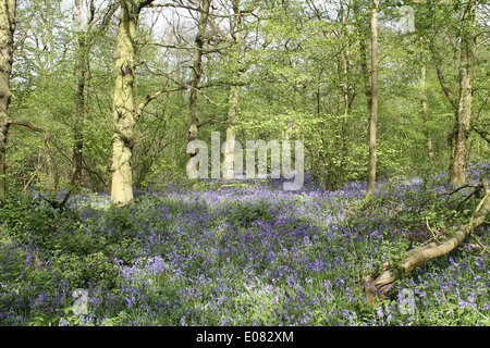 Ein lebendiger Teppich aus einheimischen Hyazinthen (Hyacinthoides non-scripta) in voller Blüte bedeckt den Boden eines üppigen englischen Laubwaldes im Frühling. Stockfoto