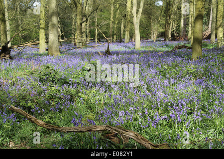 Ein lebendiger Teppich aus einheimischen Hyazinthen (Hyacinthoides non-scripta) in voller Blüte bedeckt den Boden eines üppigen englischen Laubwaldes im Frühling. Stockfoto
