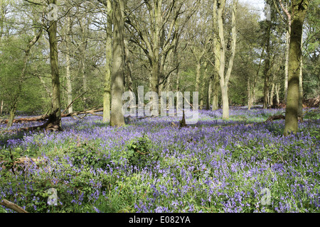 Ein lebendiger Teppich aus einheimischen Hyazinthen (Hyacinthoides non-scripta) in voller Blüte bedeckt den Boden eines üppigen englischen Laubwaldes im Frühling. Stockfoto