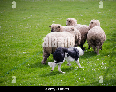 Ein Border Collie Schäferhund rundet die Schafe in einem Feld Stockfoto