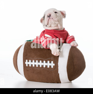 Sport Hund - Bulldogge Welpen in einem Fußballspiel Stockfoto