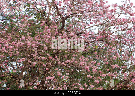 schöne rosa Trompetenbaum im park Stockfoto