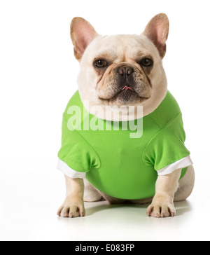 französische Bulldogge tragen grüne Pullover Stockfoto