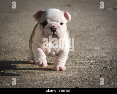 englische Bulldogge Welpen laufen außerhalb - 6 Wochen alt Stockfoto