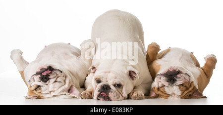drei englische Bulldoggen isoliert auf weißem Hintergrund Stockfoto
