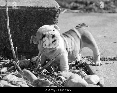 englische Bulldogge Welpen Kauen auf Stöcke außerhalb - 7 Wochen alt Stockfoto