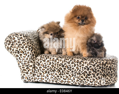 Pommerschen Familie auf couch Stockfoto