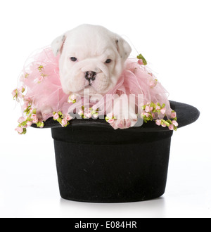 niedlichen Welpen - englische Bulldogge Welpen sitzen in einem schwarzen tophat Stockfoto