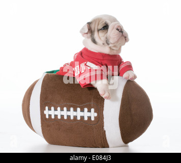 Sport Hund - Bulldogge Welpen in einem Fußballspiel Stockfoto