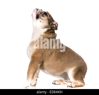 englische Bulldogge erreichen betteln - 8 Monate alt Stockfoto