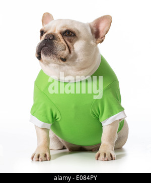 französische Bulldogge tragen grüne Pullover Stockfoto