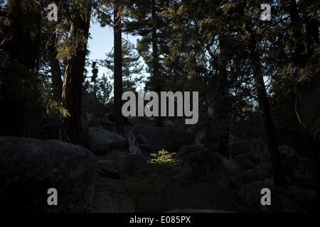 (140506)--BAJA CALIFORNIA, 6. Mai 2014 (Xinhua)--Foto auf 2. Mai 2014 zeigt Wald in der Nähe von die nationale Sternwarte in der Sierra de San Pedro Martir Nationalpark in der Halbinsel Baja California, Mexiko. Befindet sich im nördlichen Teil der Halbinsel Baja California, beherbergt der Nationalpark Sierra de San Pedro Martir einen bewundernswerten biologischen Reichtum für seine Kiefer, Fichte, Zypresse und gemischte Nadelwälder. Rund 70 Prozent der Fläche des Parks bedecken Wälder. Eine Vielzahl von Säugetieren Leben im San Pedro Martir Nationalpark, wie z. B. das Dickhornschaf, die Stockfoto