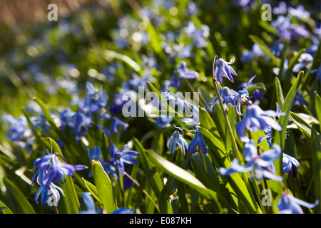 Sibirische Squilla im Frühjahr in Morgensonne in Finnland Stockfoto