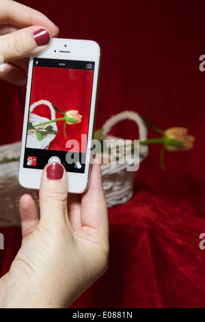 Eine Person, die eine Rose in einem Korb mit einer Handy-Kamera fotografieren / redaktionelle Nutzung nur Stockfoto