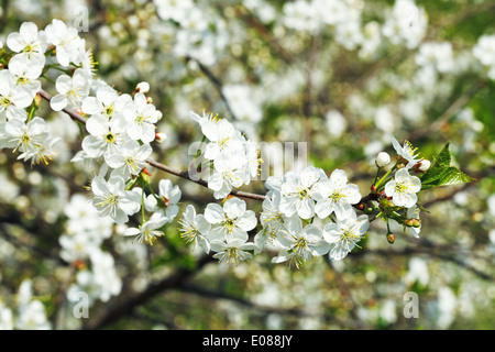 Zweig der weiß blühenden Kirschbäume im Frühlingsgarten Stockfoto
