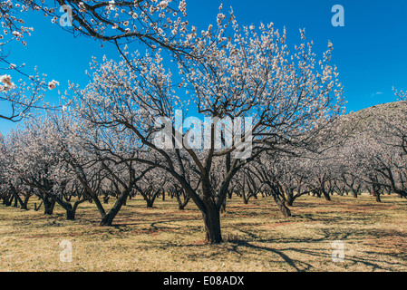 Blossom Garten Obstbäume. Frühling in Utah, USA. Stockfoto