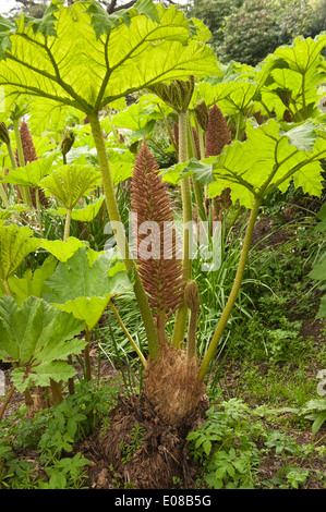 Neue beleuchtete Blatt der Riesenschirm Gunnera massive wie Blätter von Base mit stacheligen scharfe Stacheln am Stamm zu entwickeln Stockfoto