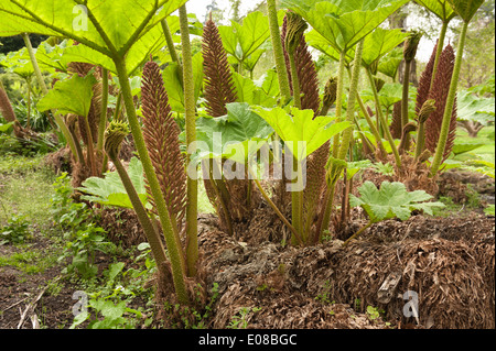 Neue beleuchtete Blatt der Riesenschirm Gunnera massive wie Blätter von Base mit stacheligen scharfe Stacheln am Stamm zu entwickeln Stockfoto