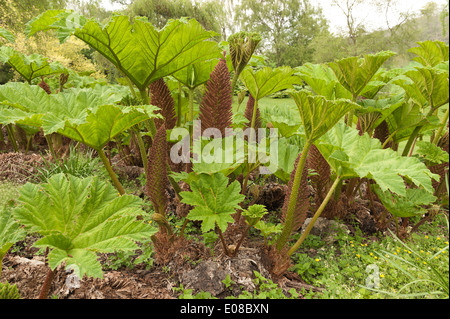 Neue beleuchtete Blatt der Riesenschirm Gunnera massive wie Blätter von Base mit stacheligen scharfe Stacheln am Stamm zu entwickeln Stockfoto