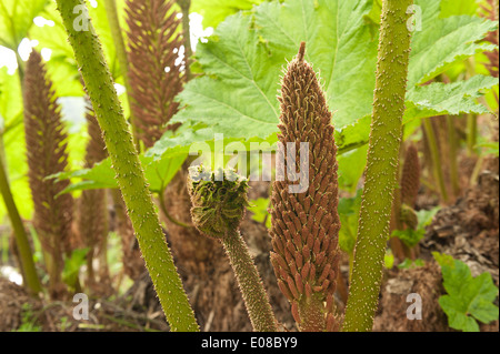 Neue beleuchtete Blatt der Riesenschirm Gunnera massive wie Blätter von Base mit stacheligen scharfe Stacheln am Stamm zu entwickeln Stockfoto