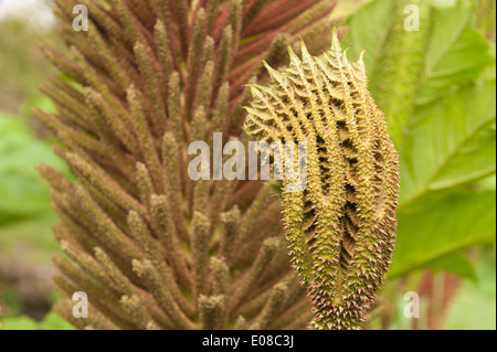 Neue beleuchtete Blatt der Riesenschirm Gunnera massive wie Blätter von Base mit stacheligen scharfe Stacheln am Stamm zu entwickeln Stockfoto