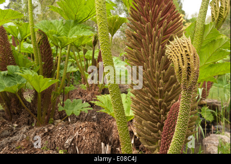 Neue beleuchtete Blatt der Riesenschirm Gunnera massive wie Blätter von Base mit stacheligen scharfe Stacheln am Stamm zu entwickeln Stockfoto