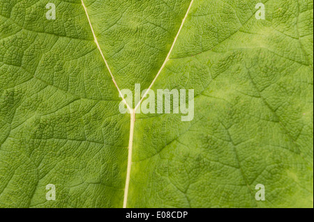 Neue beleuchtete Blatt der Riesenschirm Gunnera massive wie Blätter von Base mit stacheligen scharfe Stacheln am Stamm zu entwickeln Stockfoto