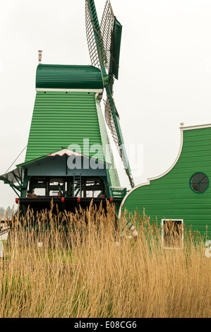 GRÜNE WINDMÜHLE UND SCHILF AN ZAANSE SCHANS NIEDERLANDE IM FRÜHLING Stockfoto