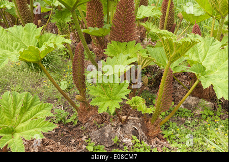 Neue beleuchtete Blatt der Riesenschirm Gunnera massive wie Blätter von Base mit stacheligen scharfe Stacheln am Stamm zu entwickeln Stockfoto