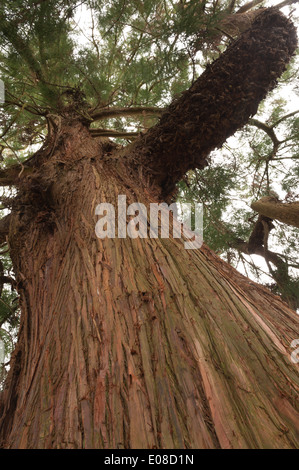 Flockig weichen reichen Orange braun rötlich rosa faserige Rinde am Stamm Cupressus Japonica Japanische Zeder in vertikalen Streifen schält Stockfoto