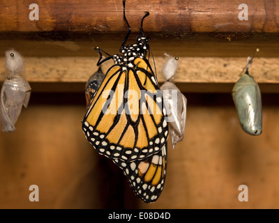 Horizontale Bild der Monarchfalter Danaus Plexippus. Erwachsenen in Gefangenschaft in entstanden Stockfoto