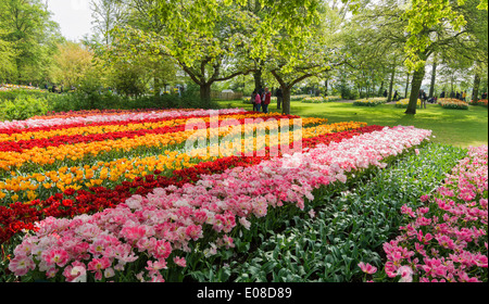 KEUKENHOF NIEDERLÄNDISCH TULIP GÄRTEN MIT REIHEN VON BUNTEN BLUMEN IM FRÜHLING HOLLAND Stockfoto