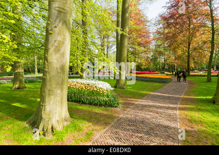 KEUKENHOF GÄRTEN MIT TULPEN UND PFADE ZWISCHEN DEN BÄUMEN IM FRÜHEN FRÜHLING HOLLAND Stockfoto