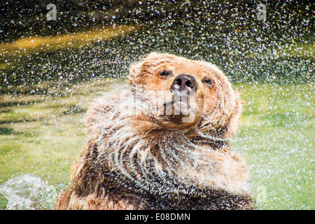 Braunbär Wasser abschütteln. Grizzly Bear Spaß im Wasser. Stockfoto