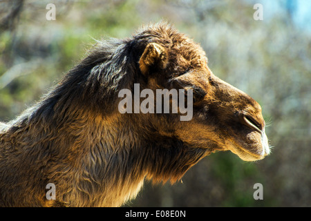 Baktrischen Kamel stammt aus den Steppen Zentralasiens. Kopf Nahaufnahme. Camelus Bactrianus. Stockfoto