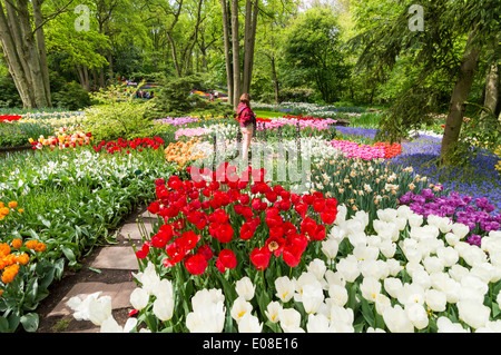 KEUKENHOF TULIP GÄRTEN MIT VIELEN BUNTEN BLUMEN WACHSEN UNTER DEN BÄUMEN IM FRÜHLING HOLLAND Stockfoto