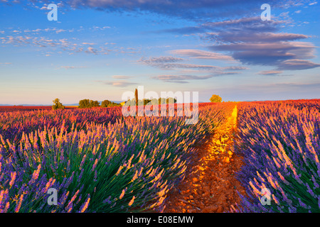 Lavendel-Feld in den Morgen. Valensole, Provence, Frankreich.