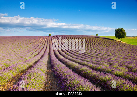 Lavendel-Feld in Frankreich, Provence