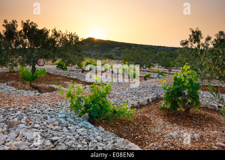 Weinberg in Kroatien in der Nähe von Primosten Stockfoto