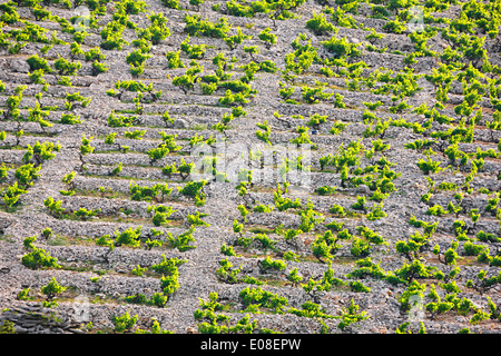 Altes Weingut auf dem Hügel in der Nähe von Primosten in Kroatien Stockfoto