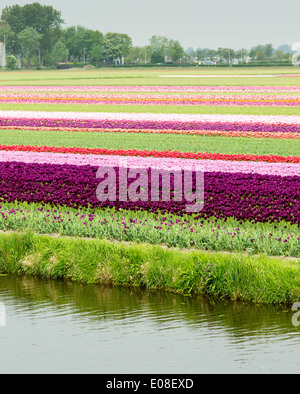 TULPEN WACHSEN IN REIHEN IN DER NÄHE VON LISSE NIEDERLANDE MIT EINEM NAHE GELEGENEN KANAL IM FRÜHLING Stockfoto