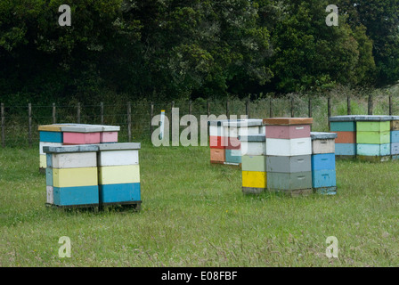 Bienenstöcke in Feld, Horopito, Nordinsel, Neuseeland Stockfoto