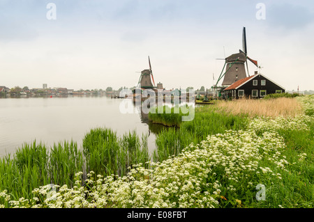 WINDMÜHLEN IN ZAANSE SCHANS MIT KANAL UND WASSER HEMLOCK BLÜTEN IM FRÜHLING HOLLAND Stockfoto