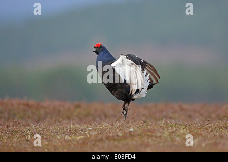 Männliche Birkhuhn anzeigen auf einem lek Stockfoto