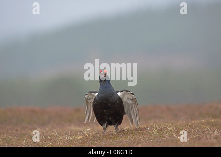 Männliche Birkhuhn anzeigen auf einem lek Stockfoto