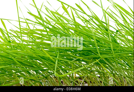 grünen Rasen isoliert auf weißem Hintergrund Stockfoto