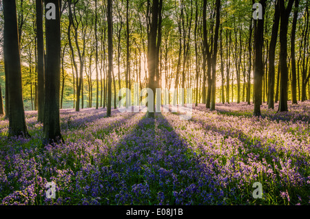 Atemberaubende Bluebell Frühling Sonnenaufgang in Micheldever Woods. Stockfoto