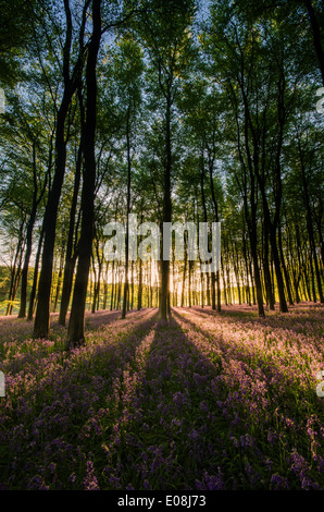 Atemberaubende Bluebell Frühling Sonnenaufgang in Micheldever Woods. Stockfoto