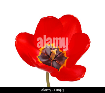 Offene Blüte eine Sorte rote Tulpe (Tulipa Arten) mit Stigmatisierung und schwarzen Antheren auf einem weißen Hintergrund isoliert Stockfoto